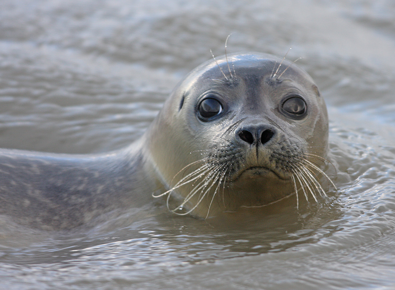 Zeehond 1