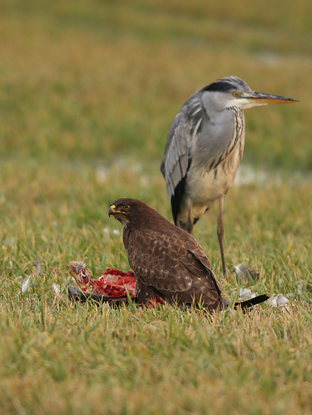 Buizerd 24