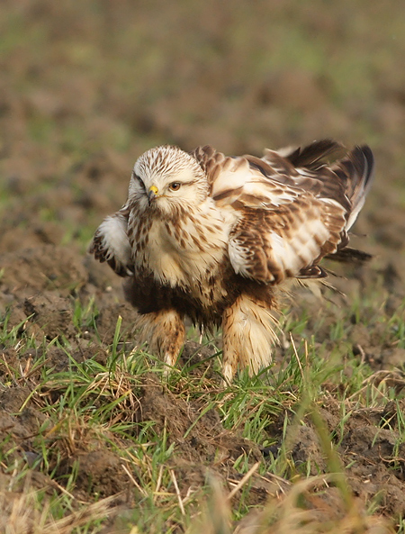 Ruigpootbuizerd 1