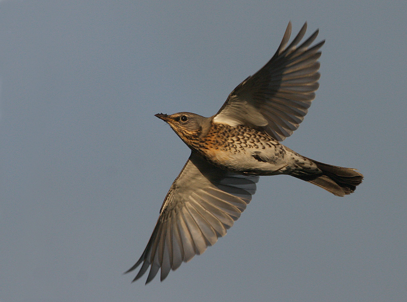 Kramsvogel 2