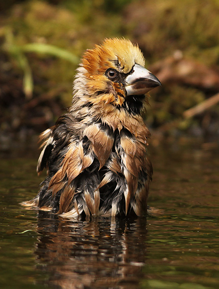 Appelvink 12