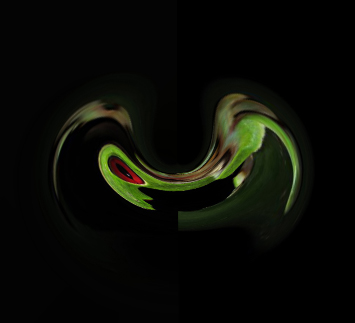 Distorted Tree Frog