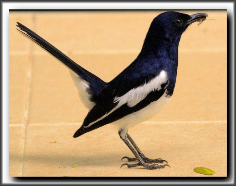 Birdy