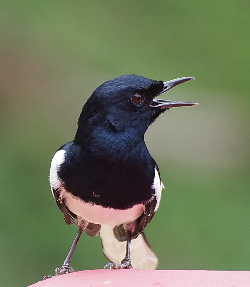 Oriental Magpie Robin