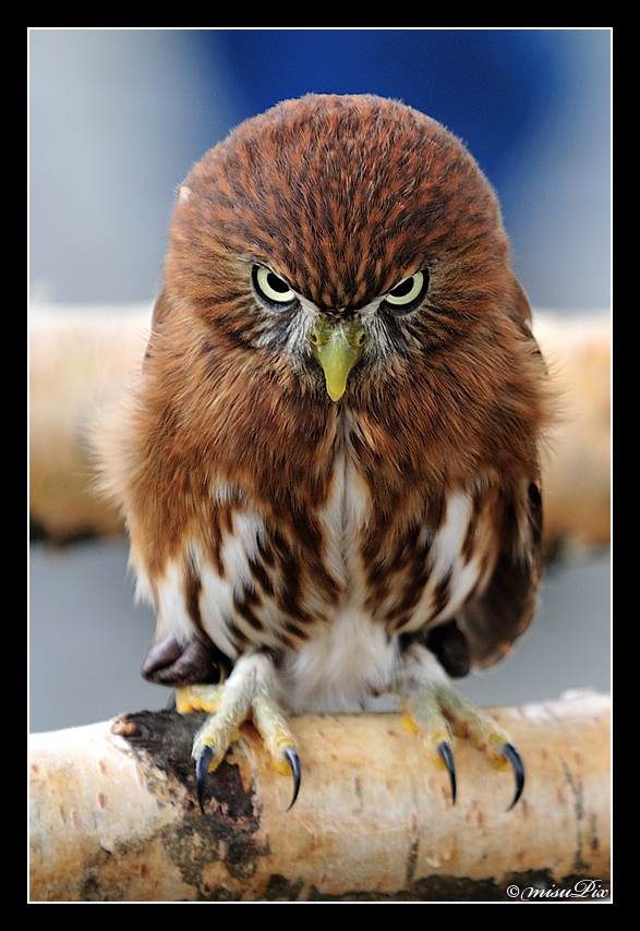 066 - SmallBird - BigAttitude