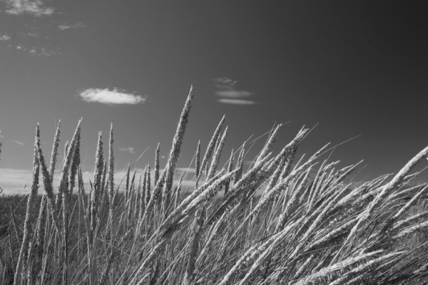 Blowen in the wind bw.jpg