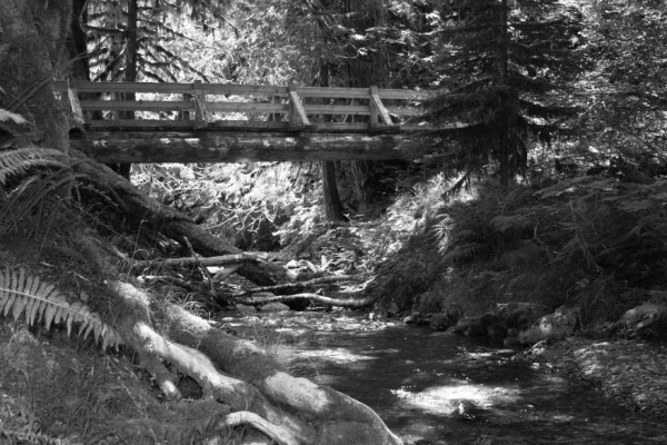 Bridged creek bw.jpg