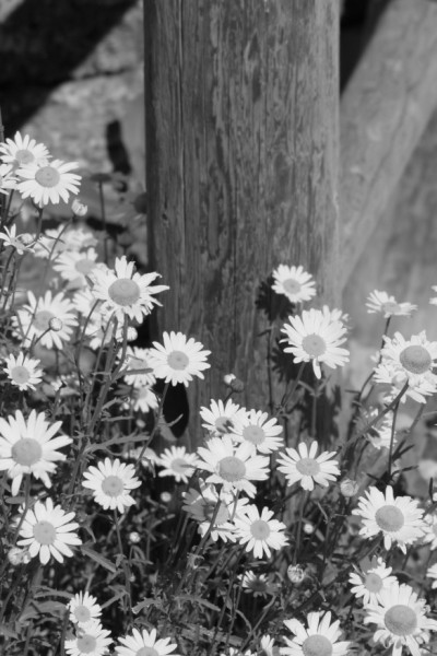 Flowered fence bw.jpg