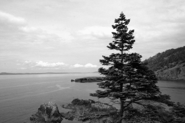 Lone tree point 2 bw.jpg
