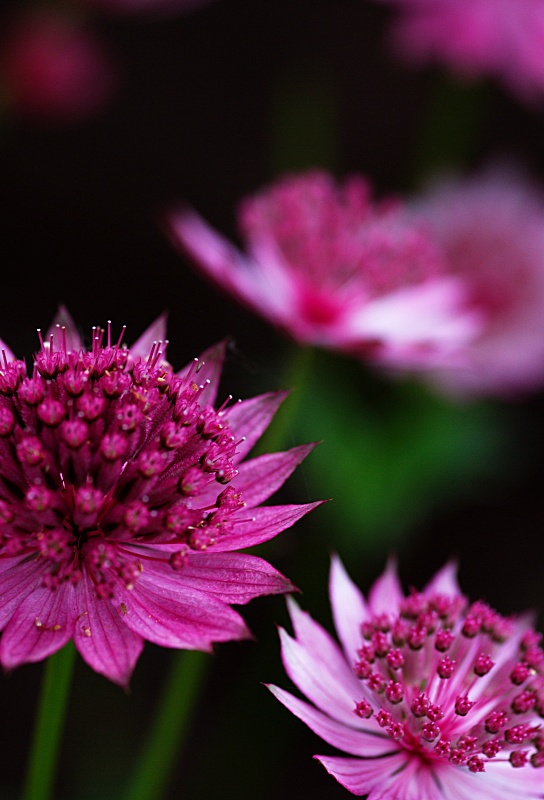 Cut flowers