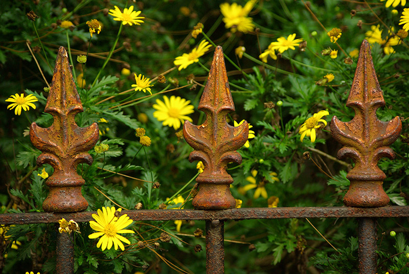 Daisies
