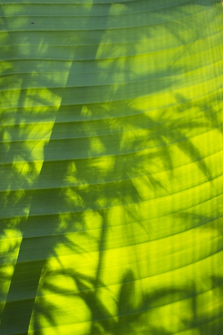 Bamboo shadow through leaf