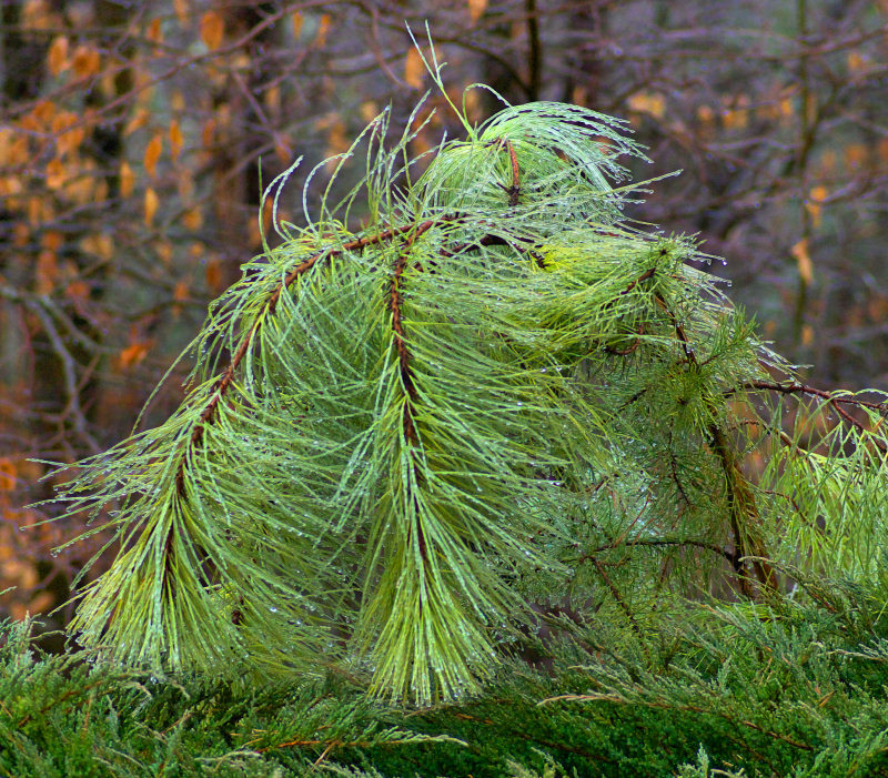Heavy Burden