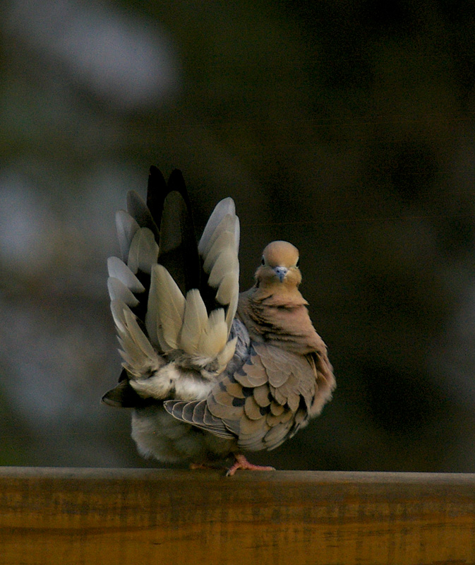 Dove Fan Tail