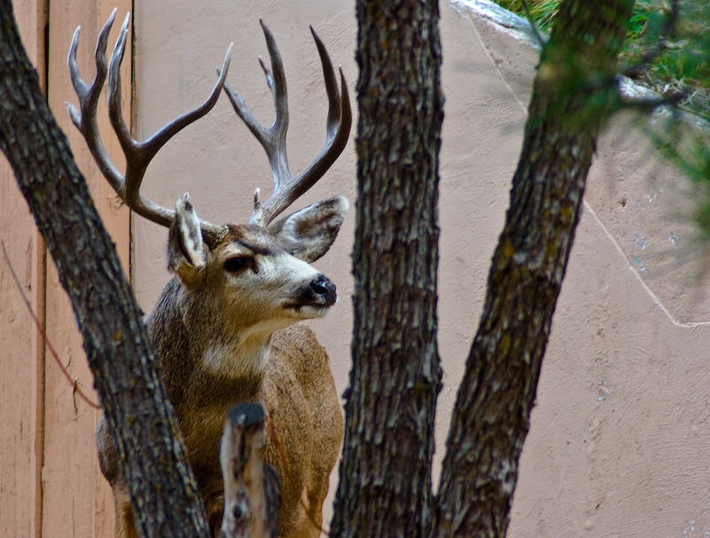Peekaboo