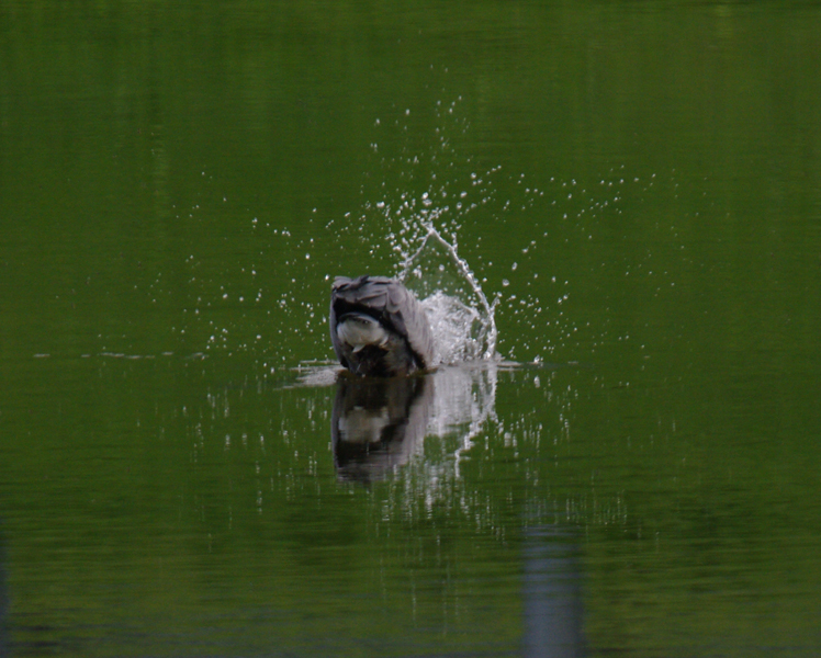 Jaws-like creature spotted at local Retention Pond - news at 11