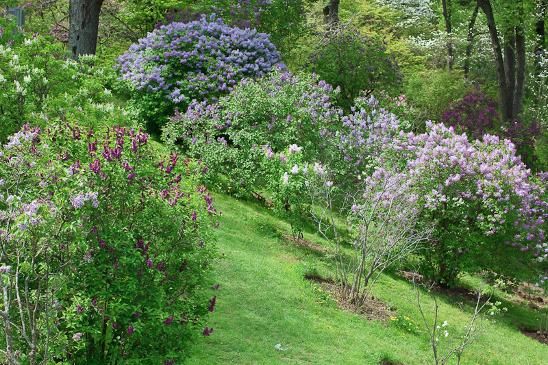 20090519-_MG_1305.jpg