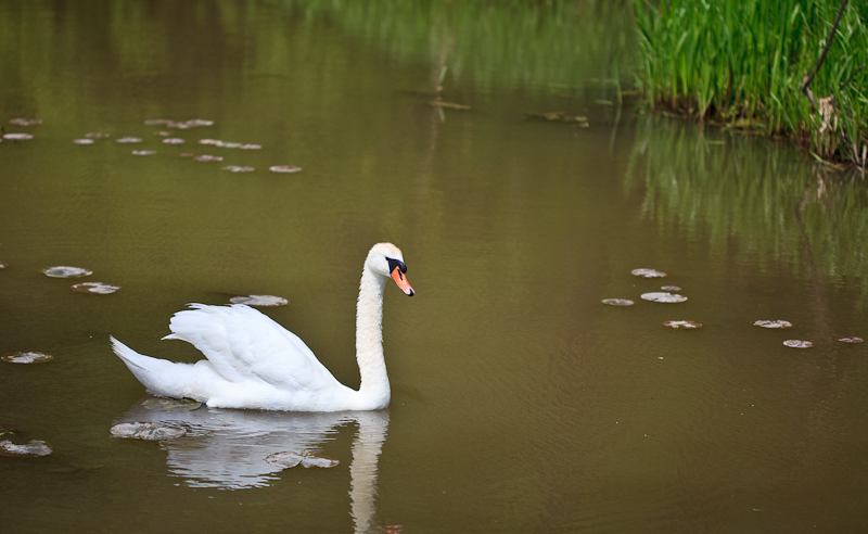 20090519-_MG_1331.jpg
