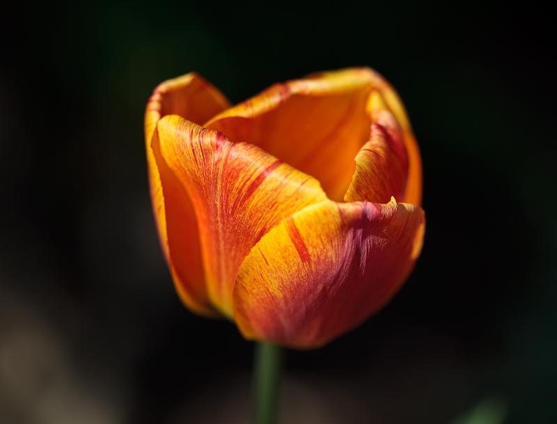 20100430-_MG_4225.jpg
