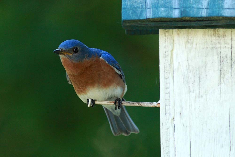 IMG_5987cropeditir.jpg