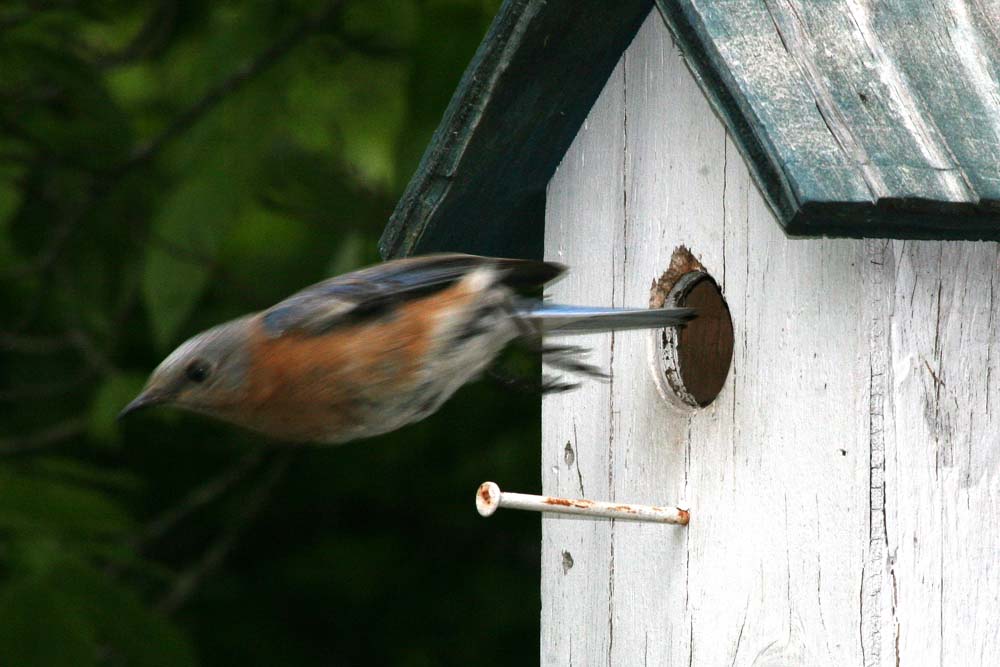 Bluebird Blastoff
