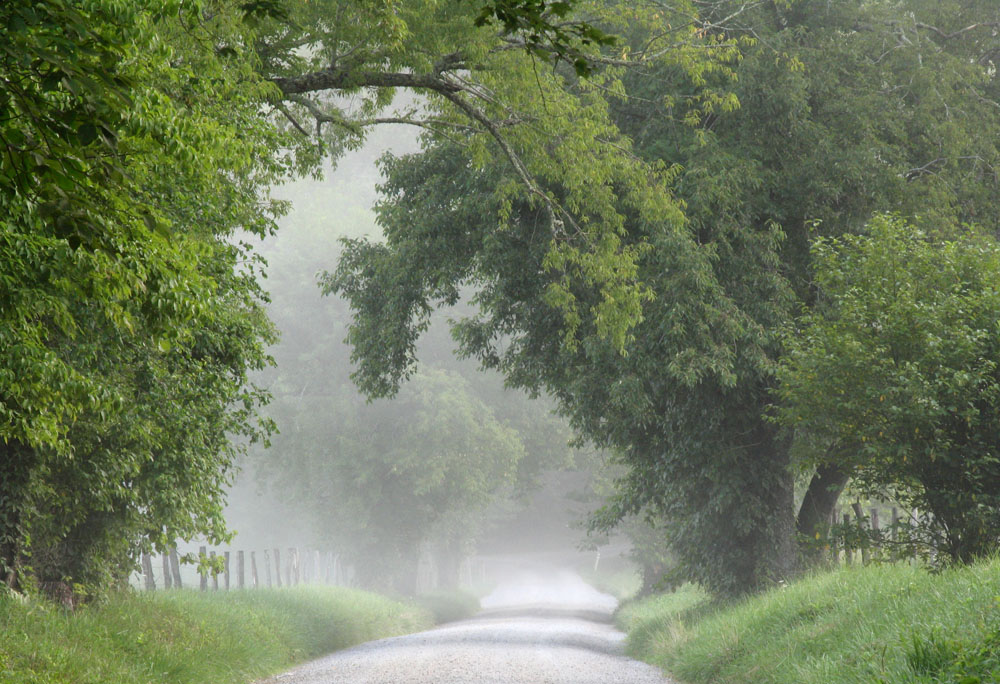 Misty Morning on Sparks Lane