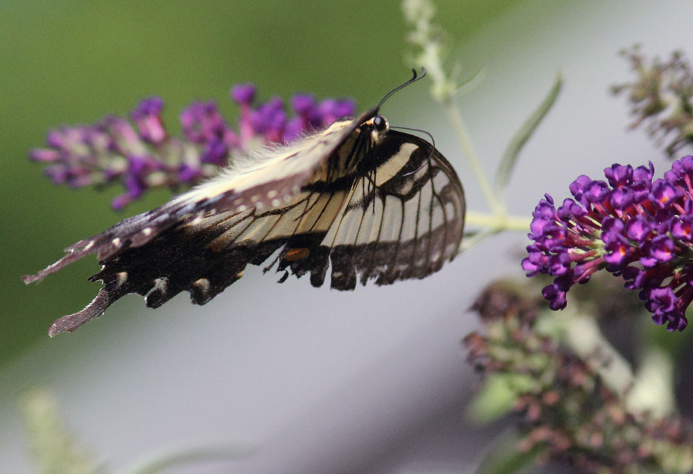 In Flight II