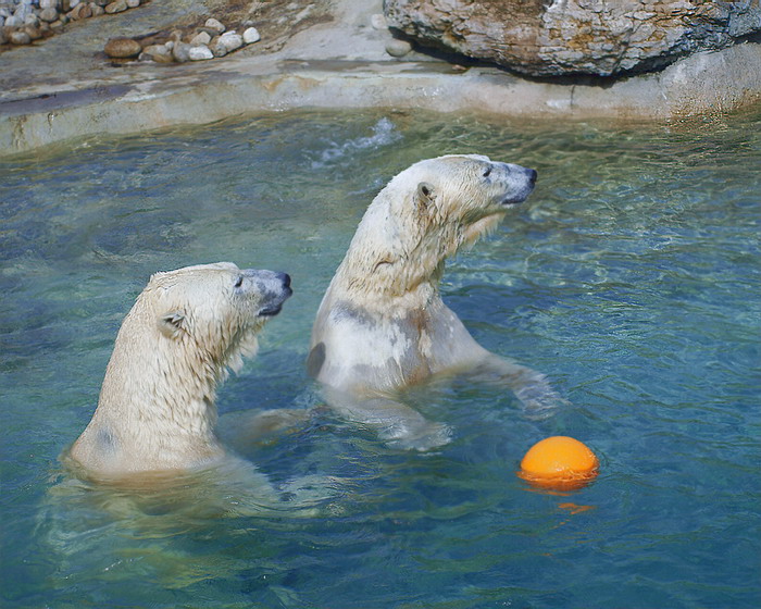  Water  Ballet  Show