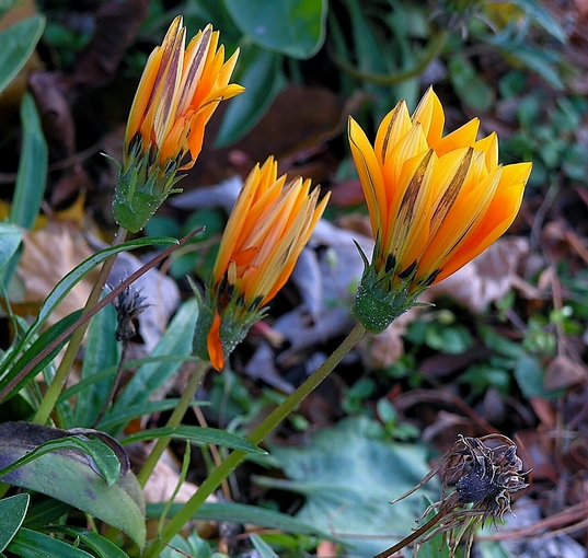 Pb086156.JPG