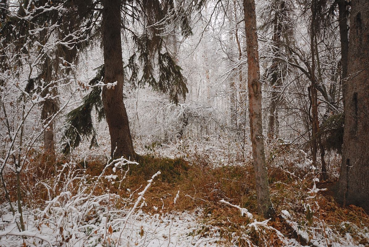 DSC_0135.jpg