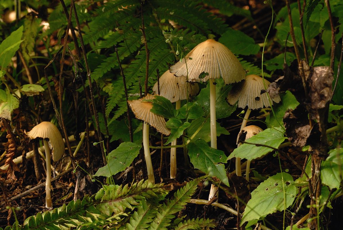 DSC_2034.jpg