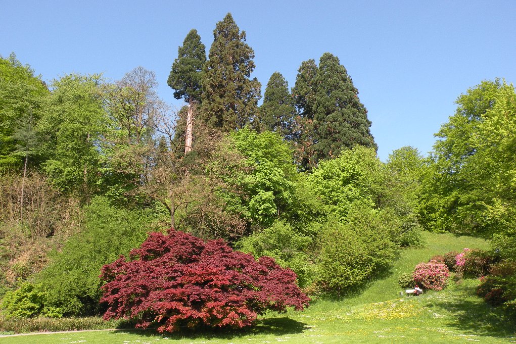 Trees between Trinkhalle and Kurhaus