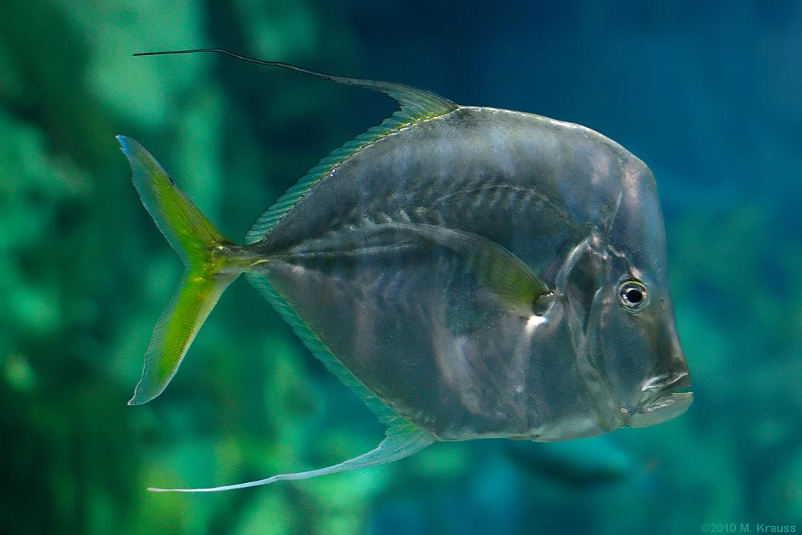 Shedd 9