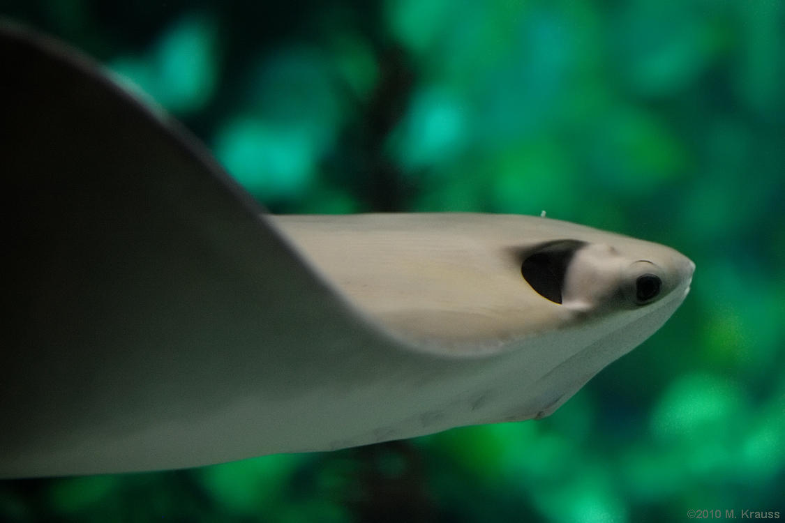 Shedd 15