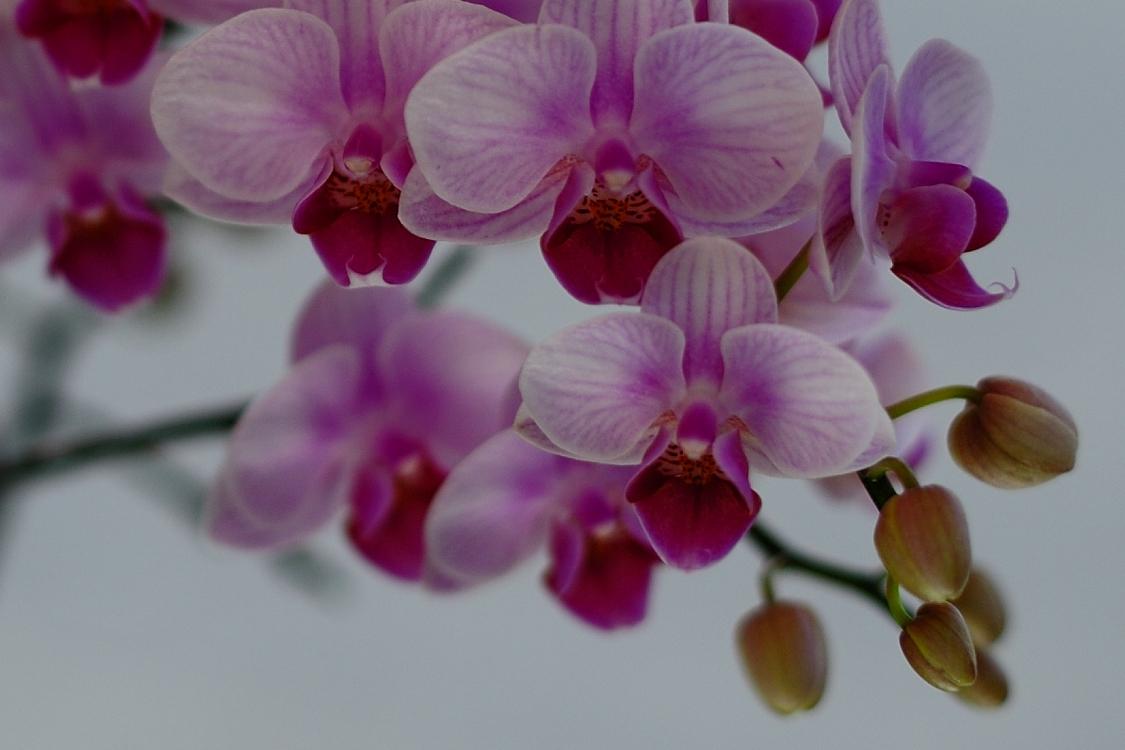 Orchid