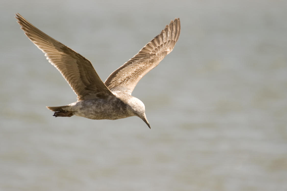 Gull of my dreams