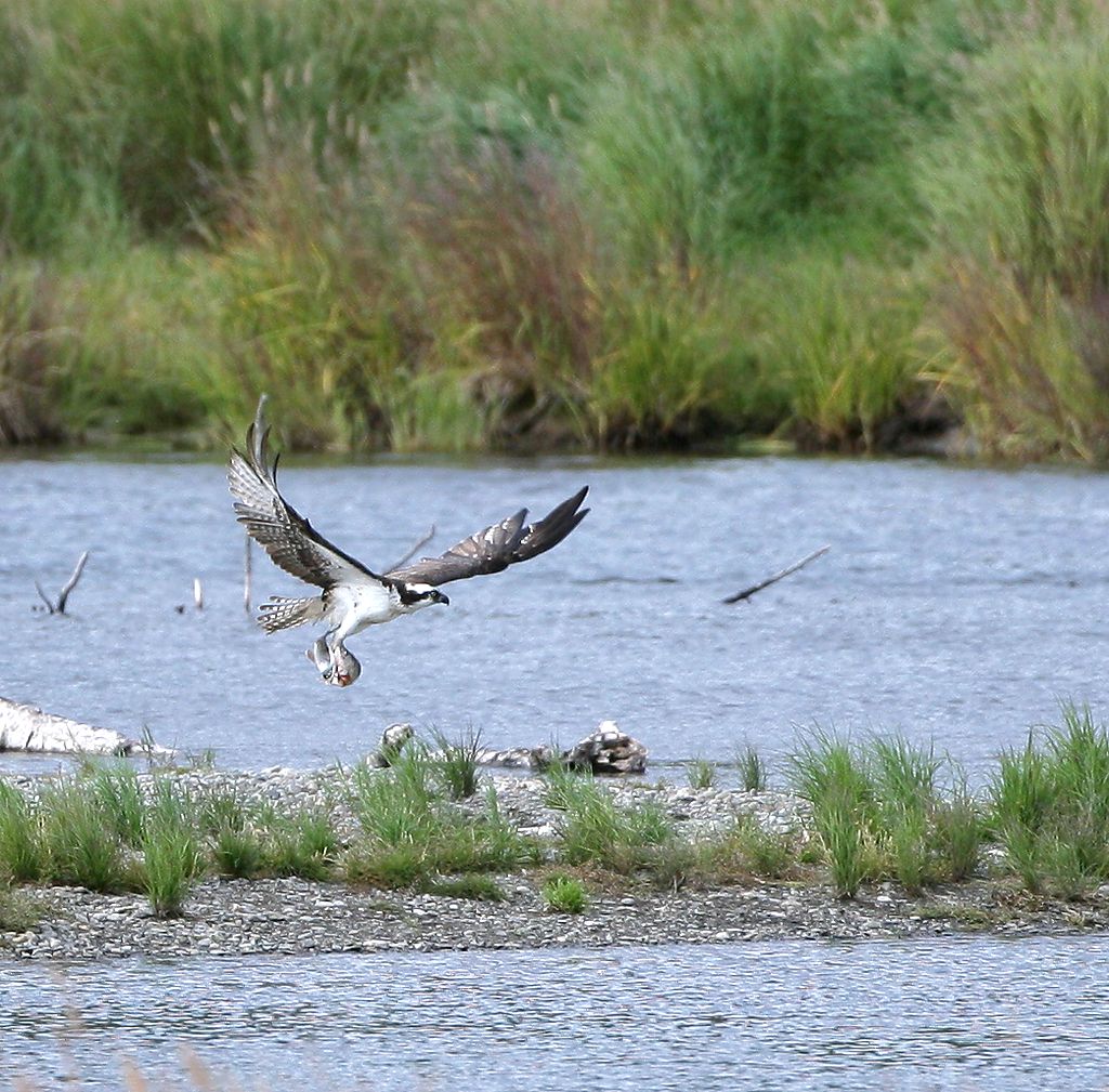 another osprey with fish