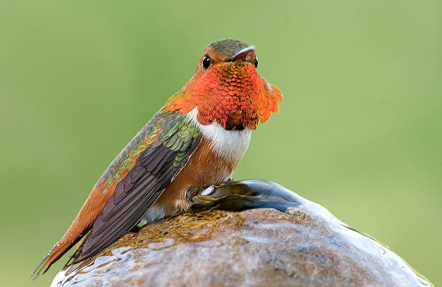 Rufus Hummingbird