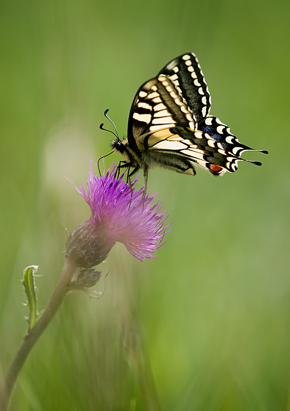 Swallowtail Butterfly