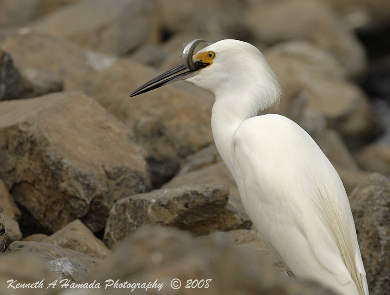 Snowy Egret 0066.jpg