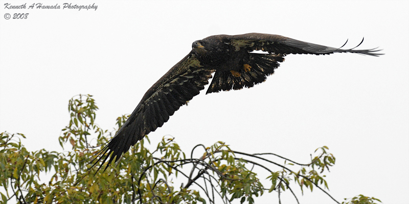 Bald Eagle 002.jpg