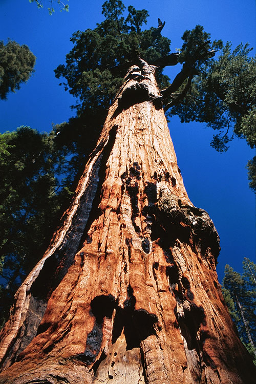 Sequoia National Park