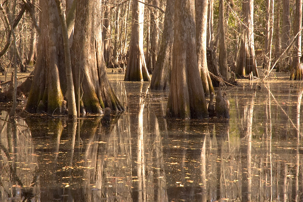Cypresses