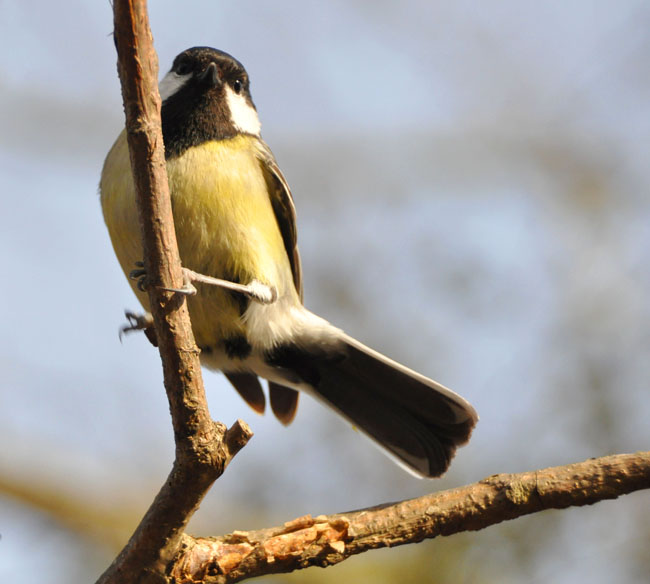 Suspicious Great Tit