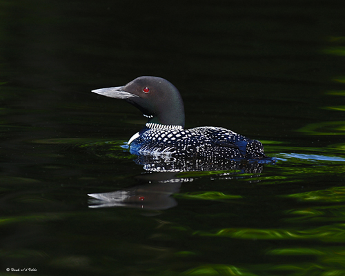 20080706 - 300 134 Common Loon.jpg