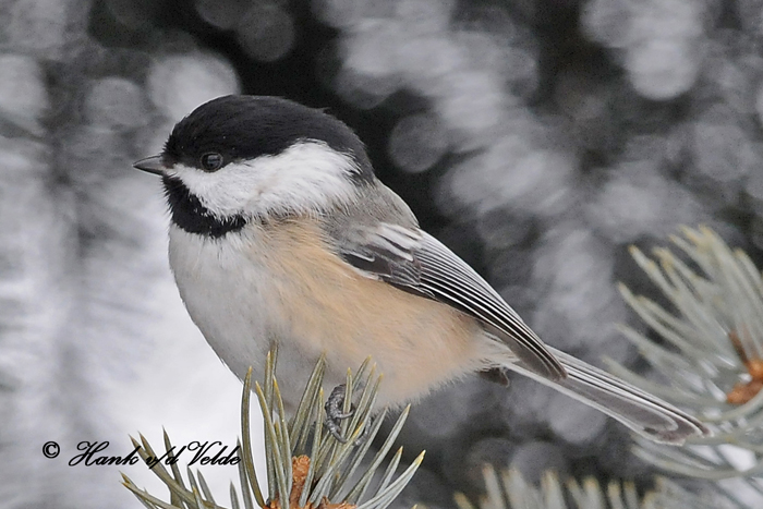 20100127 104 Chickadee1a.jpg