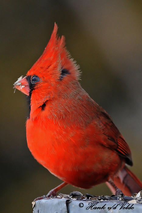 20100126 242 Northern Cardinal (M).jpg