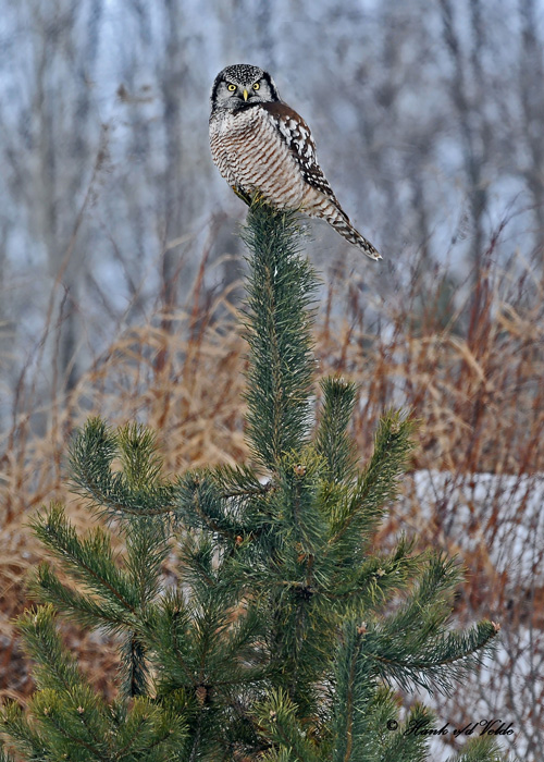 20100204 041, 63 Northern Hawk Owl.jpg