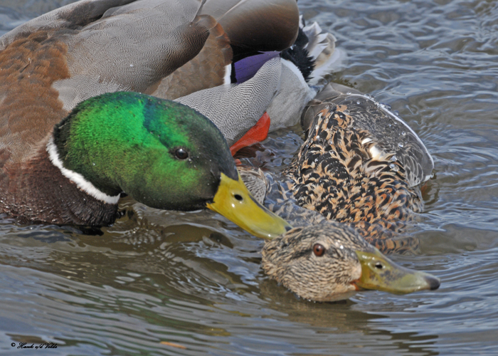 20100322 110 Mallards.jpg
