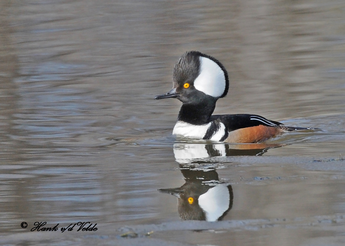 20100331 026 Hooded Merganser1c.jpg